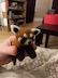 A needle-felting red panda held in the palm of a hand.